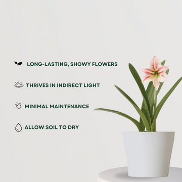 Indoor lily - Infinite Green variety